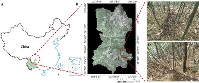 Comparative study of urea-15N fate in pure bamboo and bamboo-broadleaf mixed forests